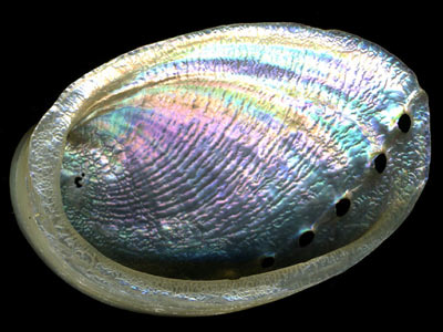 abalone mollusk marine nature seashell eshelman spectrum bill tiny shows colors photography red